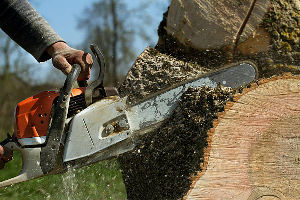 How Our Tree Care Process Works  in  Lakemoor, IL