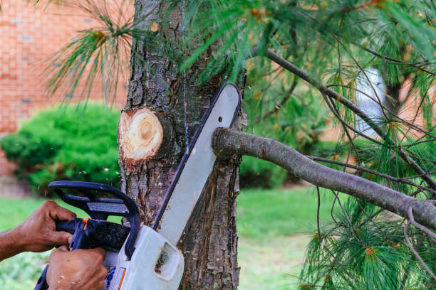 Lakemoor, IL Tree Services Company